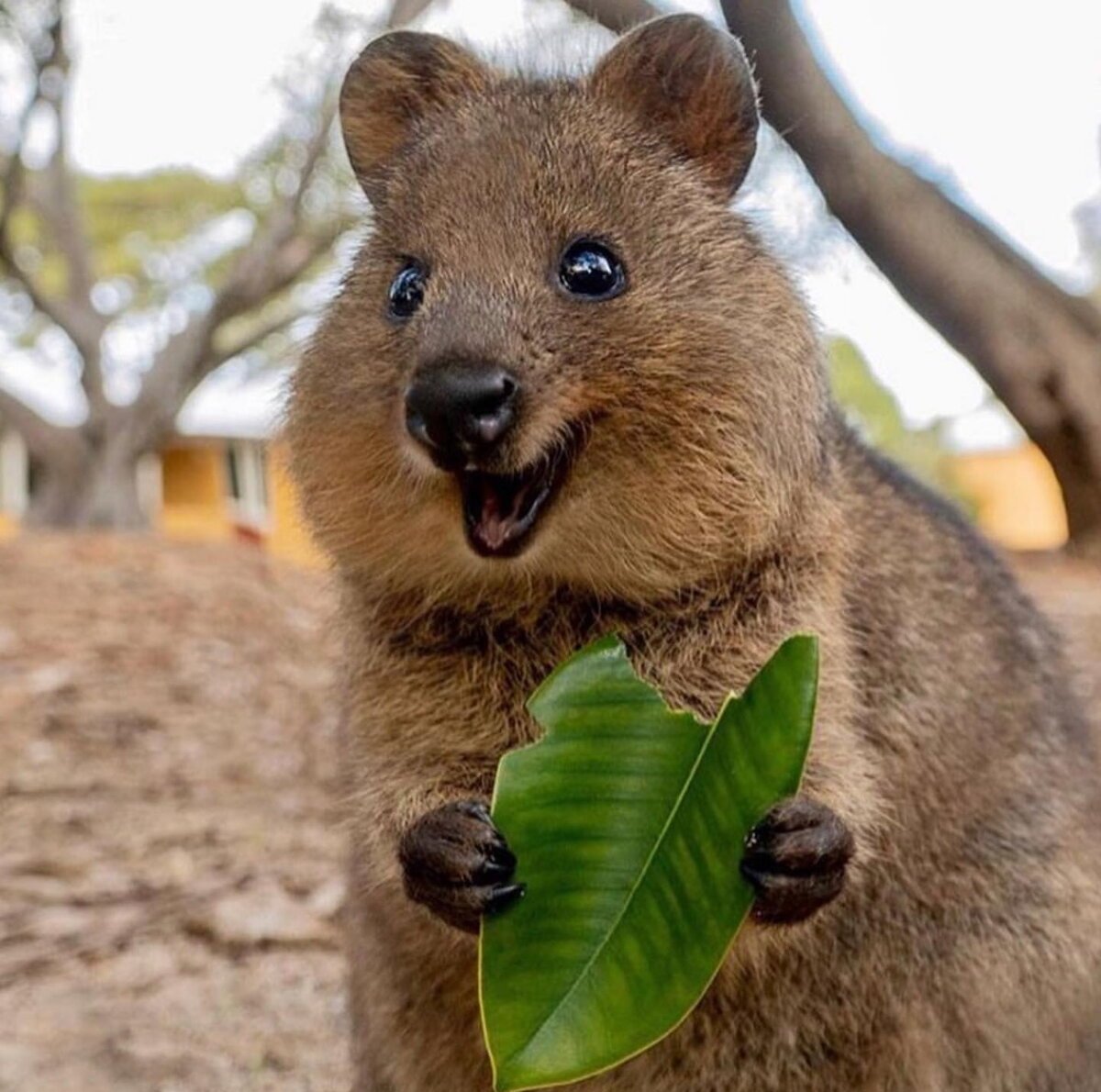 Квокка эндемик