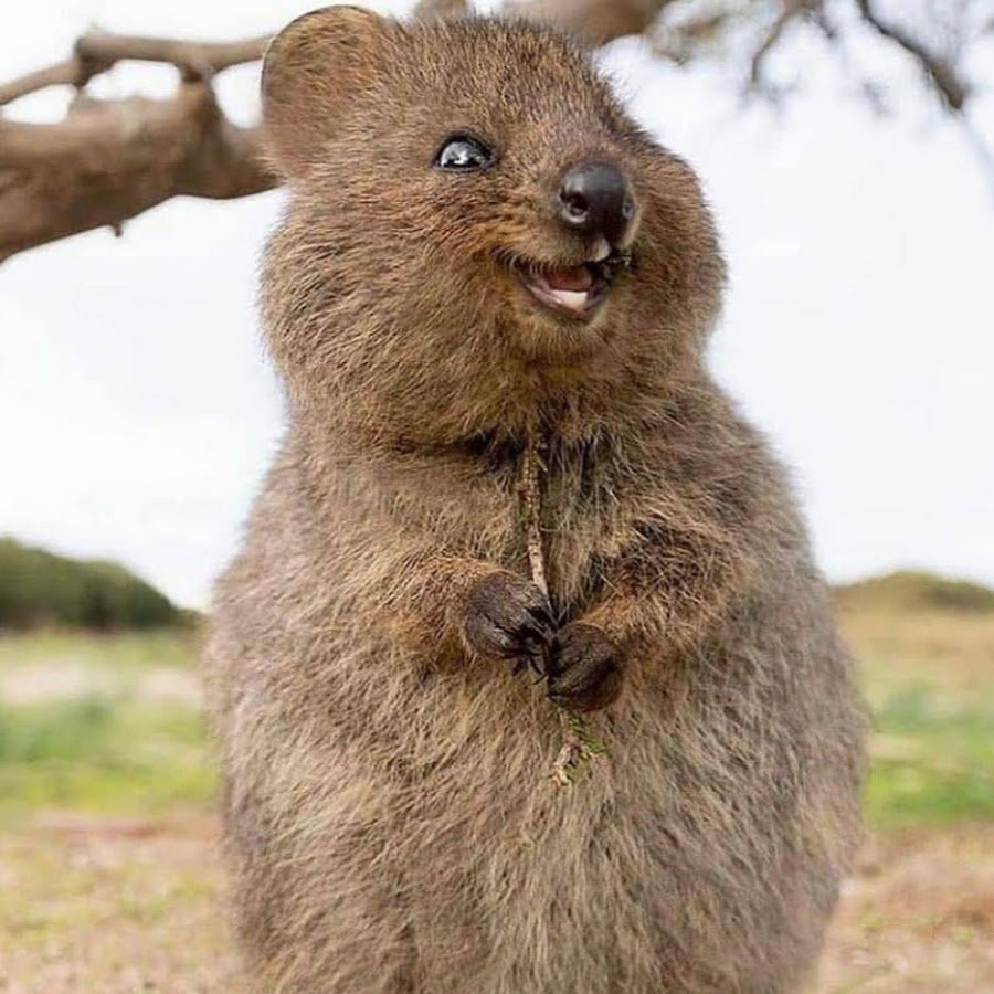 Квокка улыбка