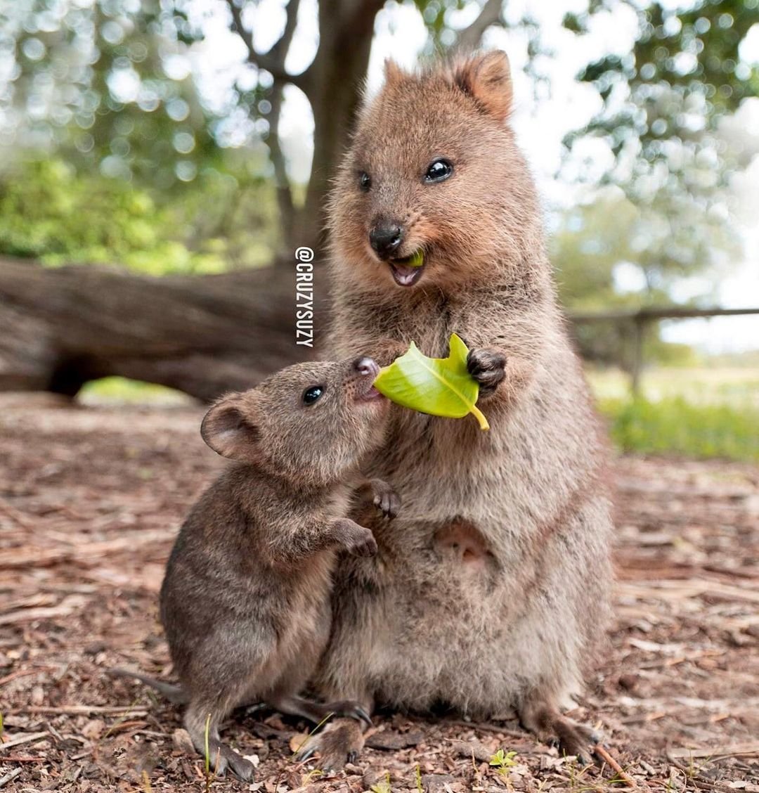 Кенгуру Квокка