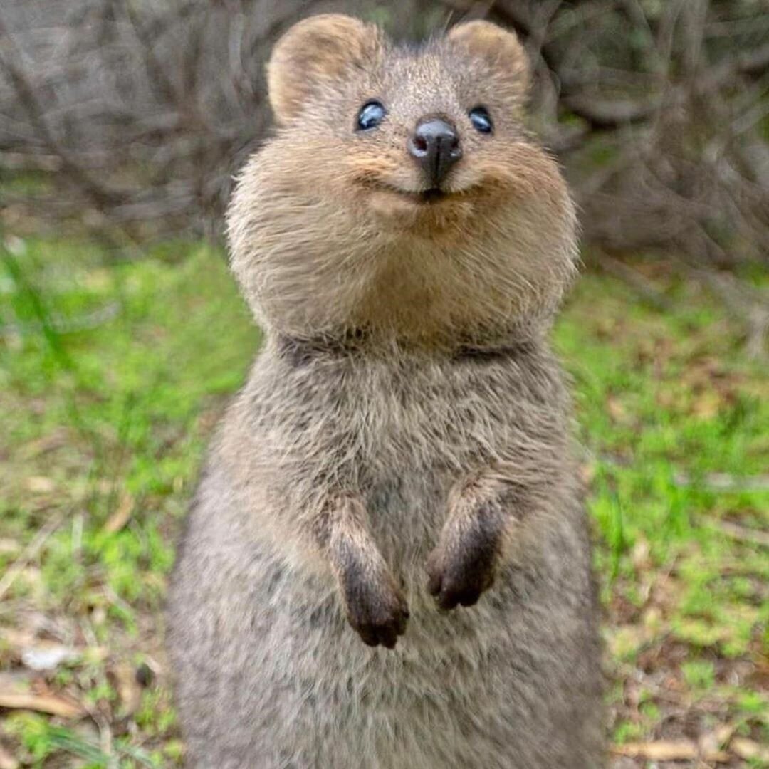 Австрийский Квокка