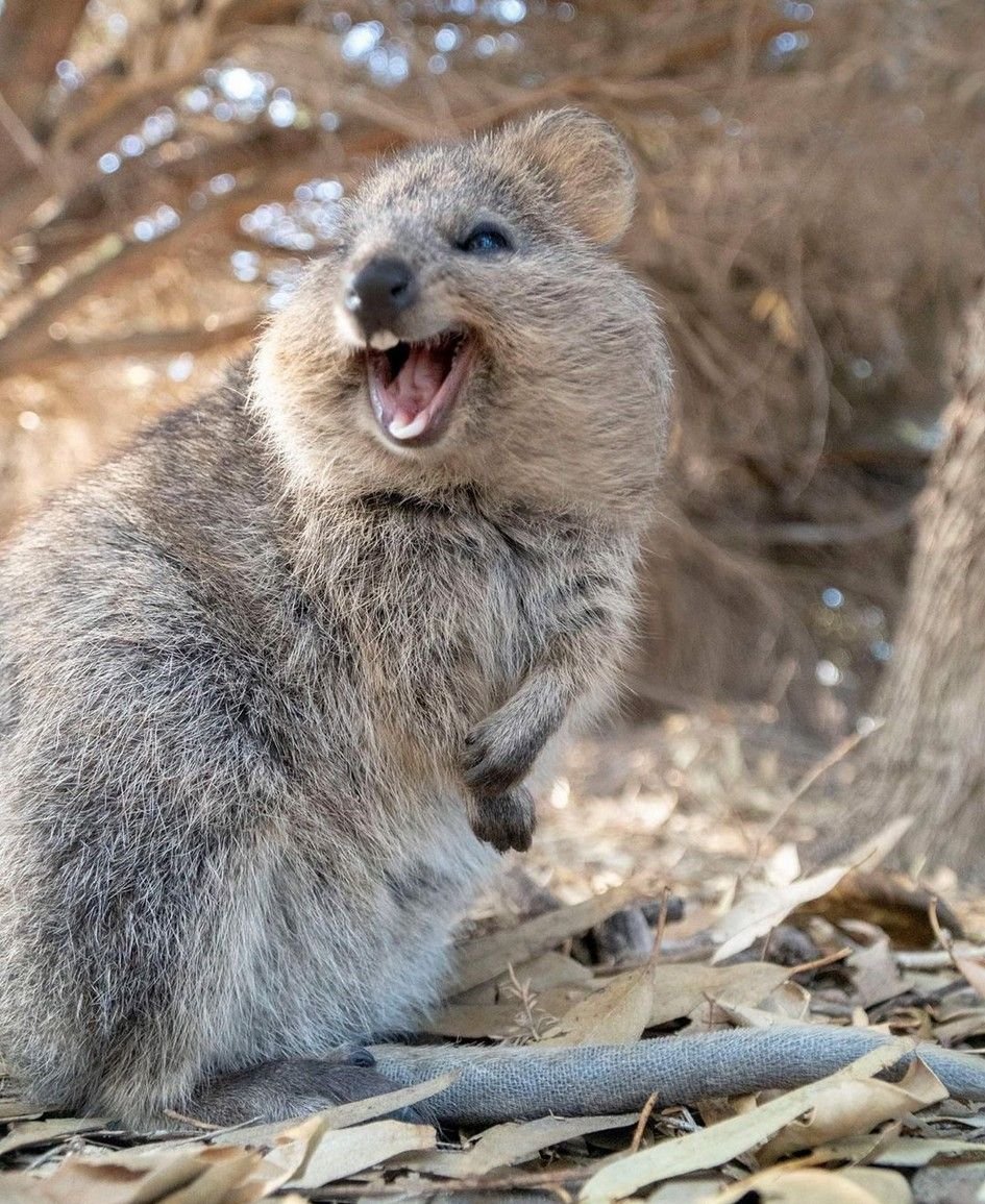 Кенгуру Квокка