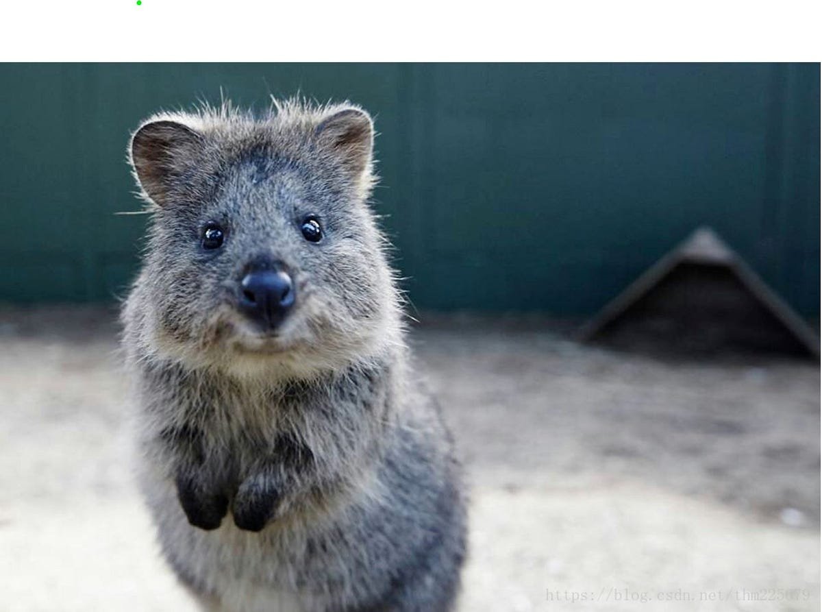 Квокка Ренессанс