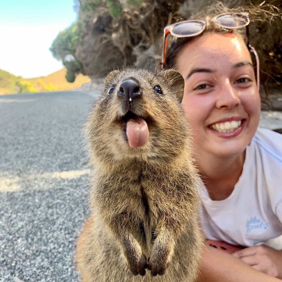 Кенгуру Квокка