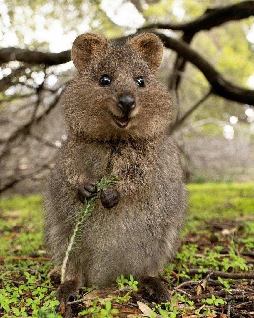 Зверек Quokka