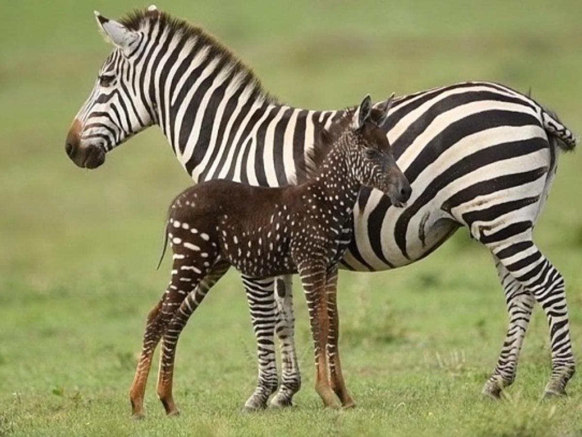 Абундизм Зебра