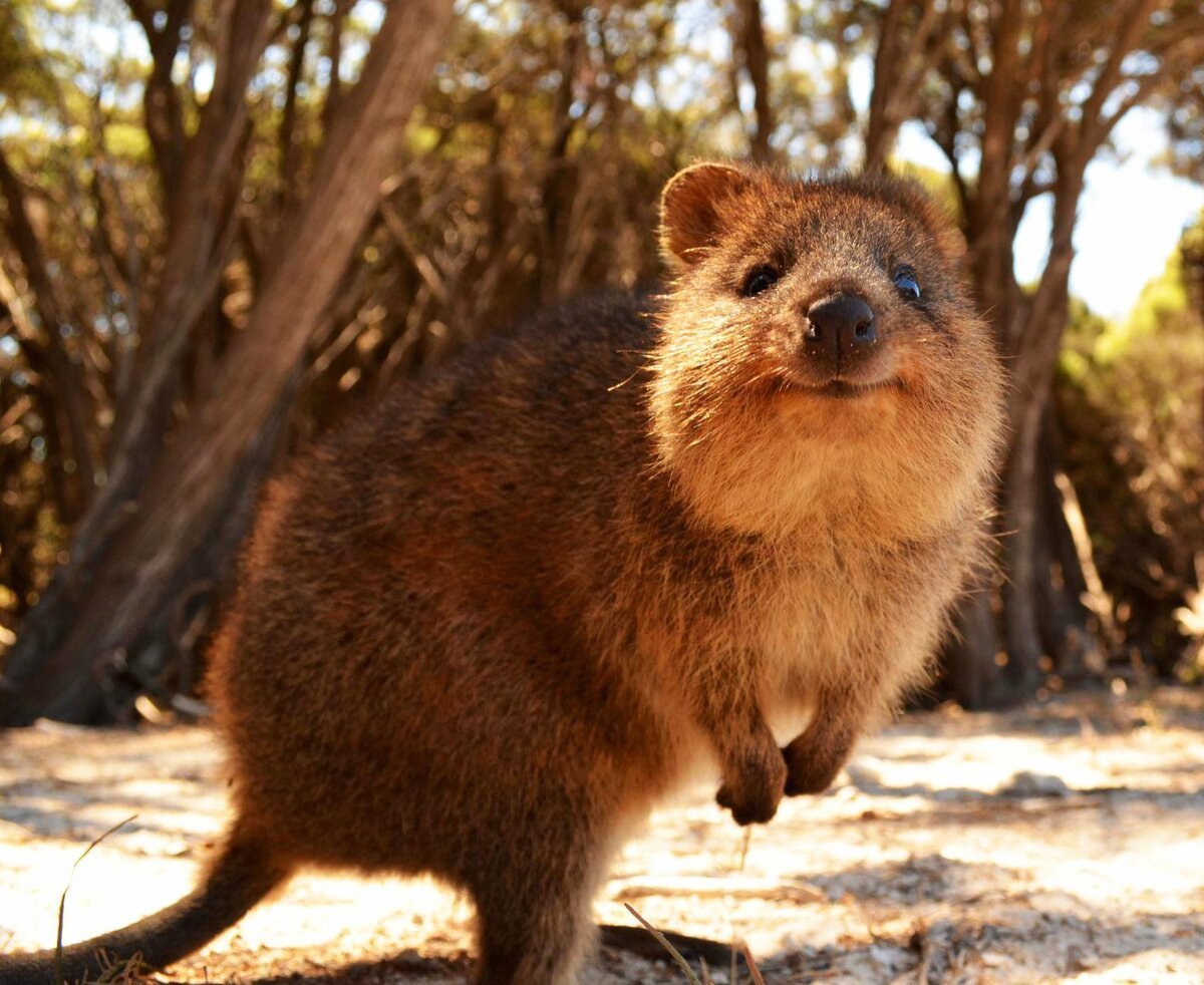 Маленькие кенгуру Квокка