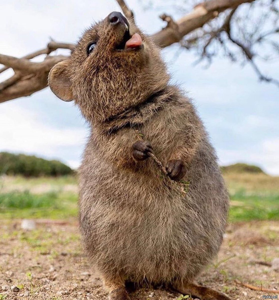 Квокка сумчатый зверь