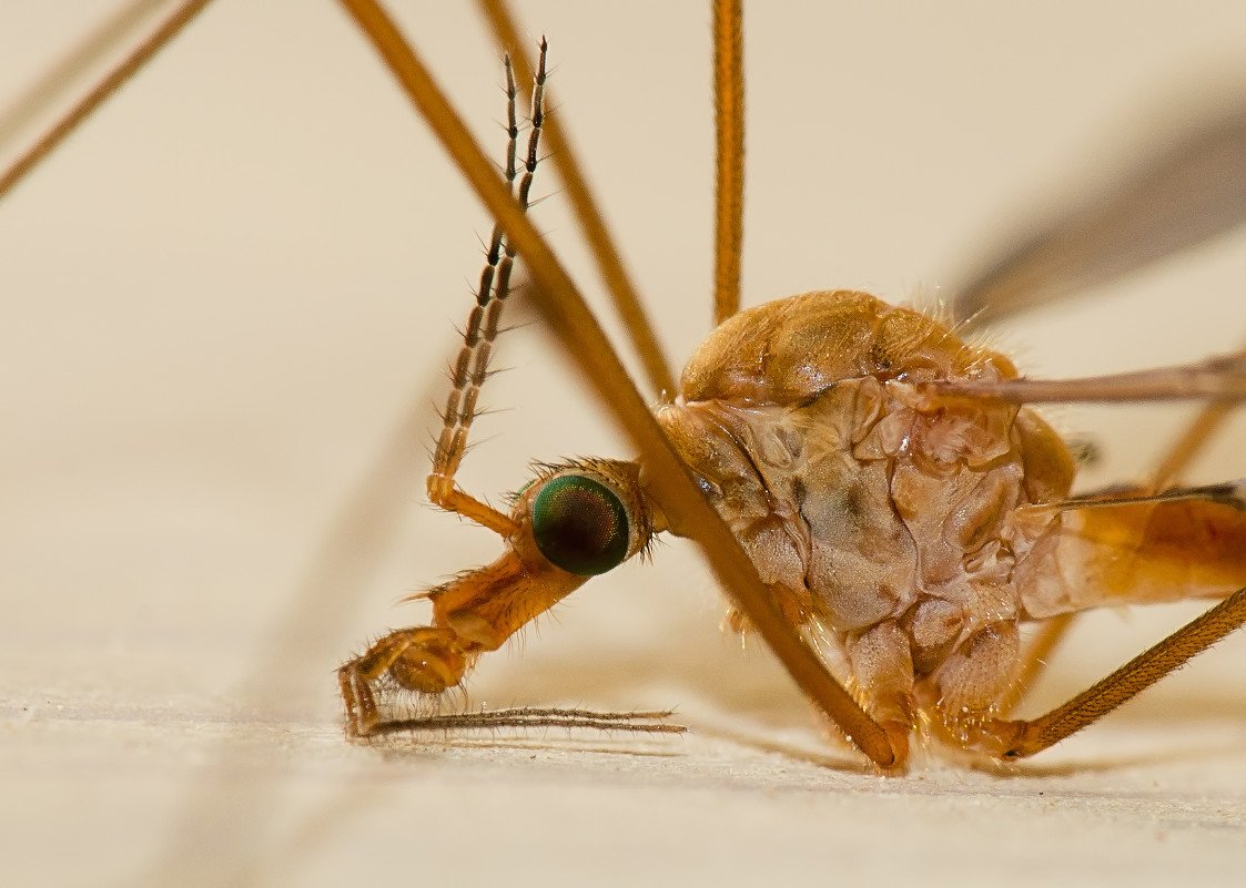 Комар долгоножка рисунок