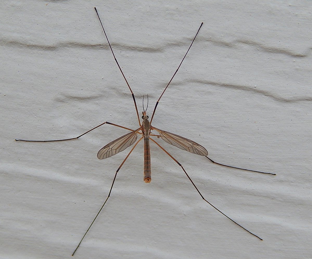 Паучок Лукас