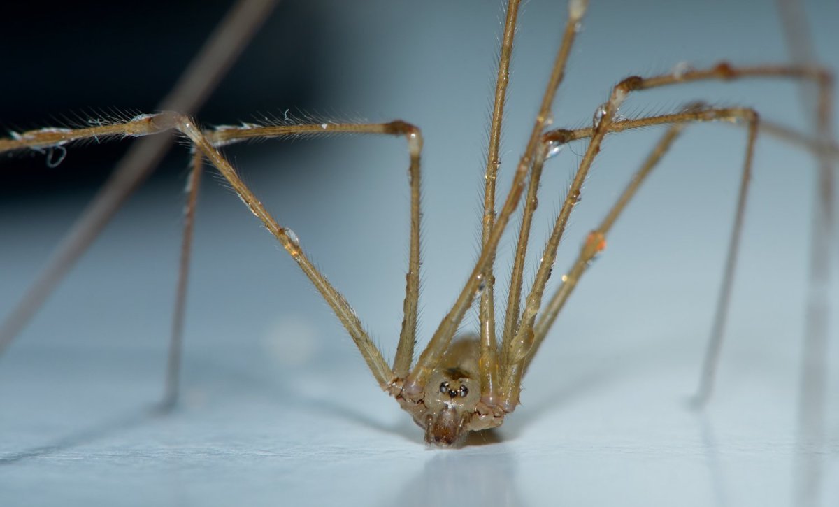 Комар долгоножка с жалом