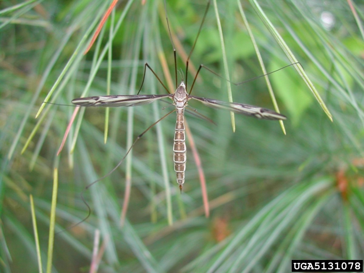 Комар долгоножка черно желтый