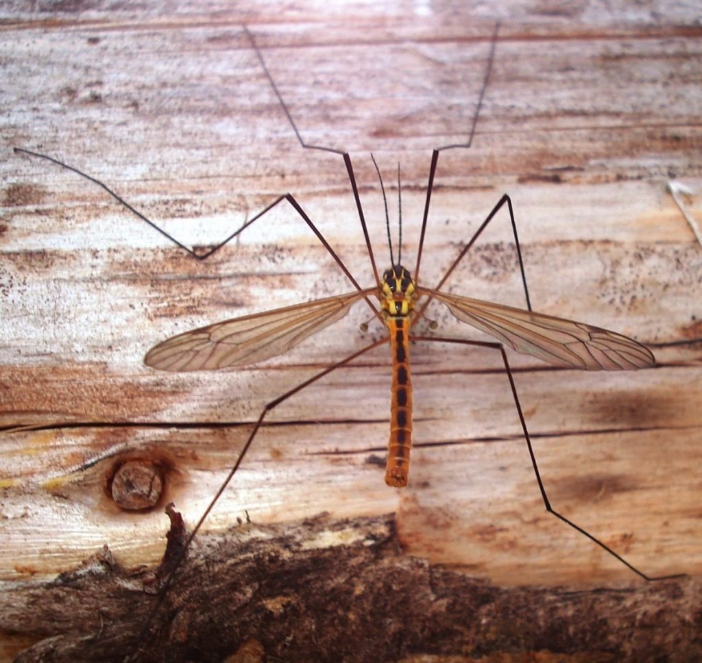 Комар долгоножка самка