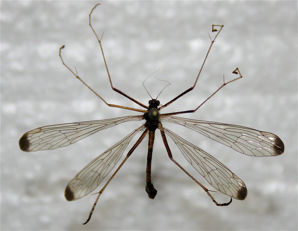 Bittacidae самка