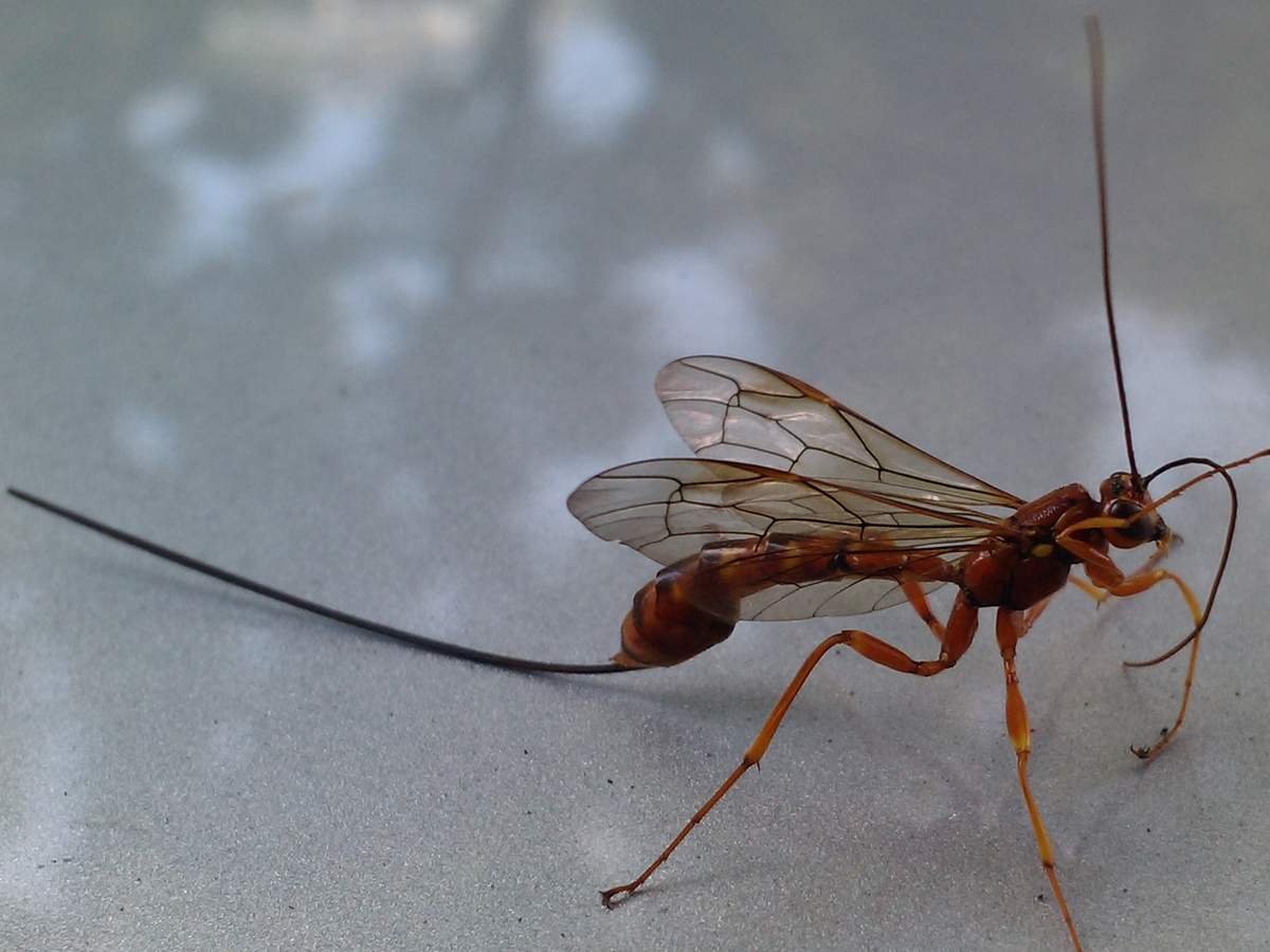 Изображение комара