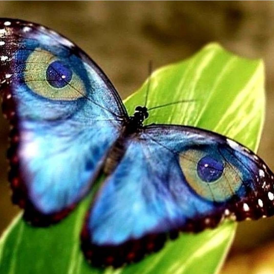 Тропики насекомые