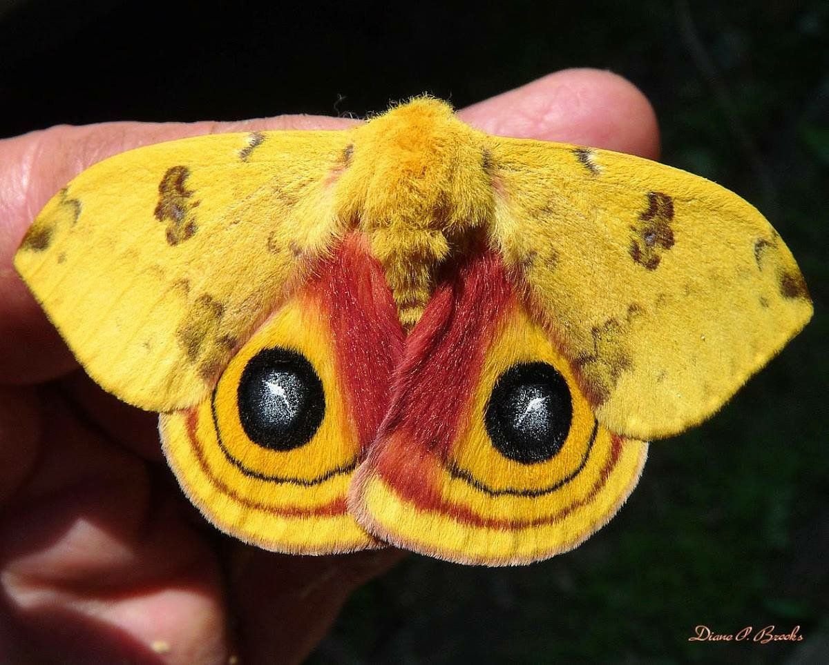 Бабочка Калиго Совиный глаз