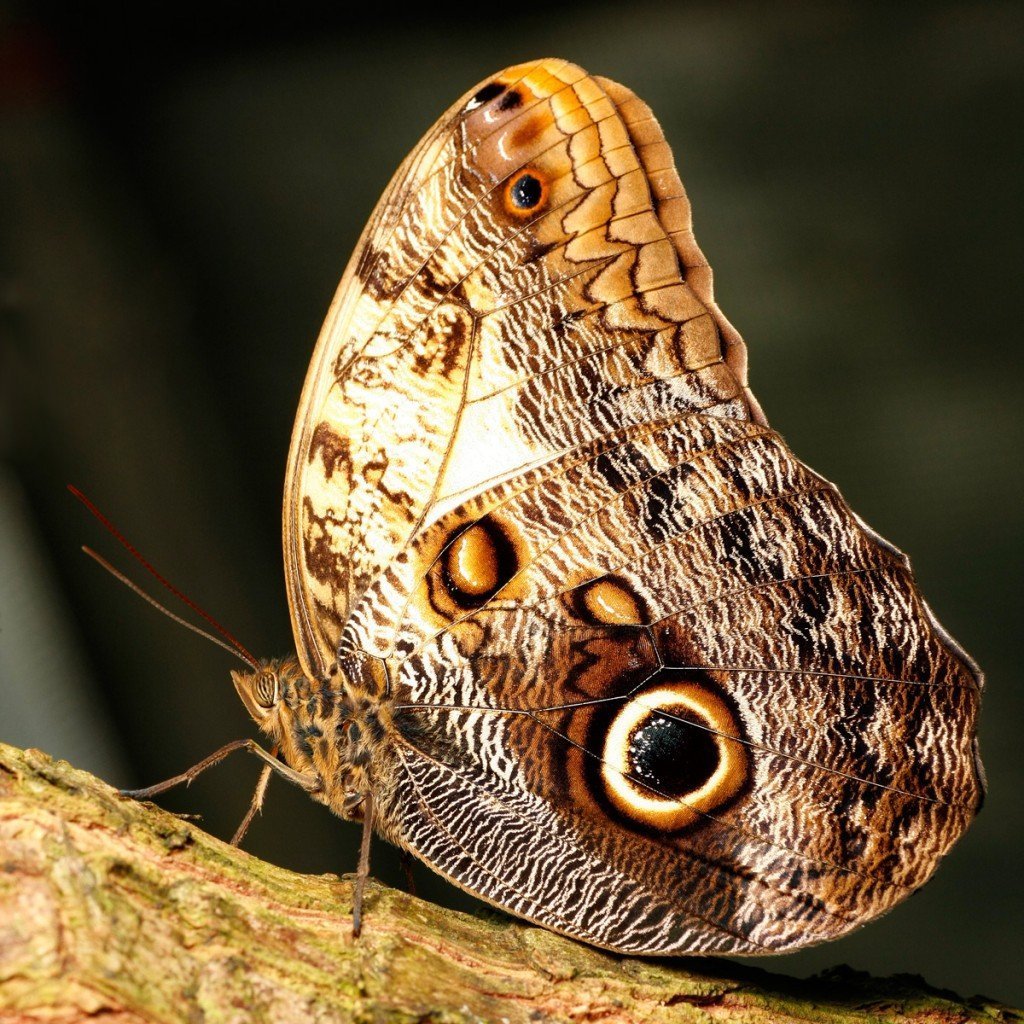 Калиго Мемнон