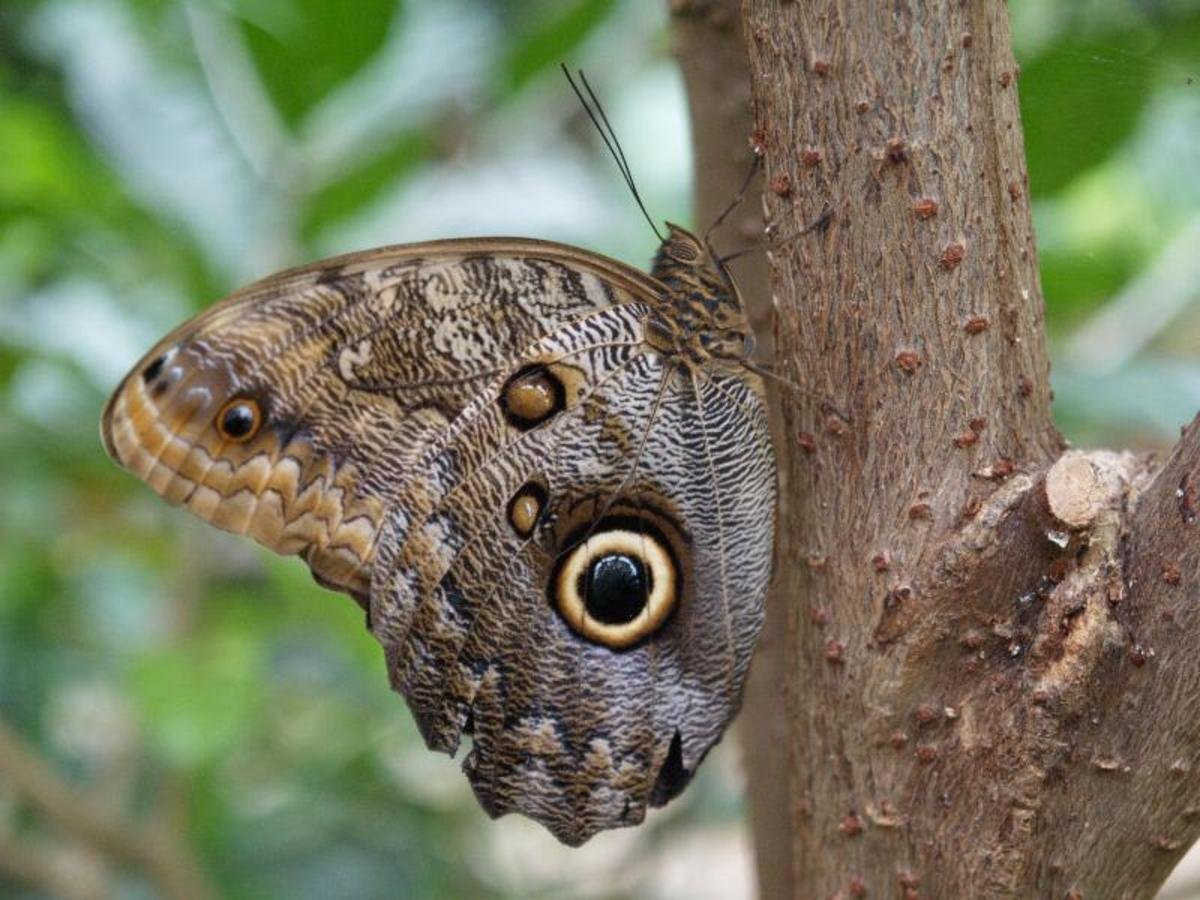 Мотылек Совиный глаз