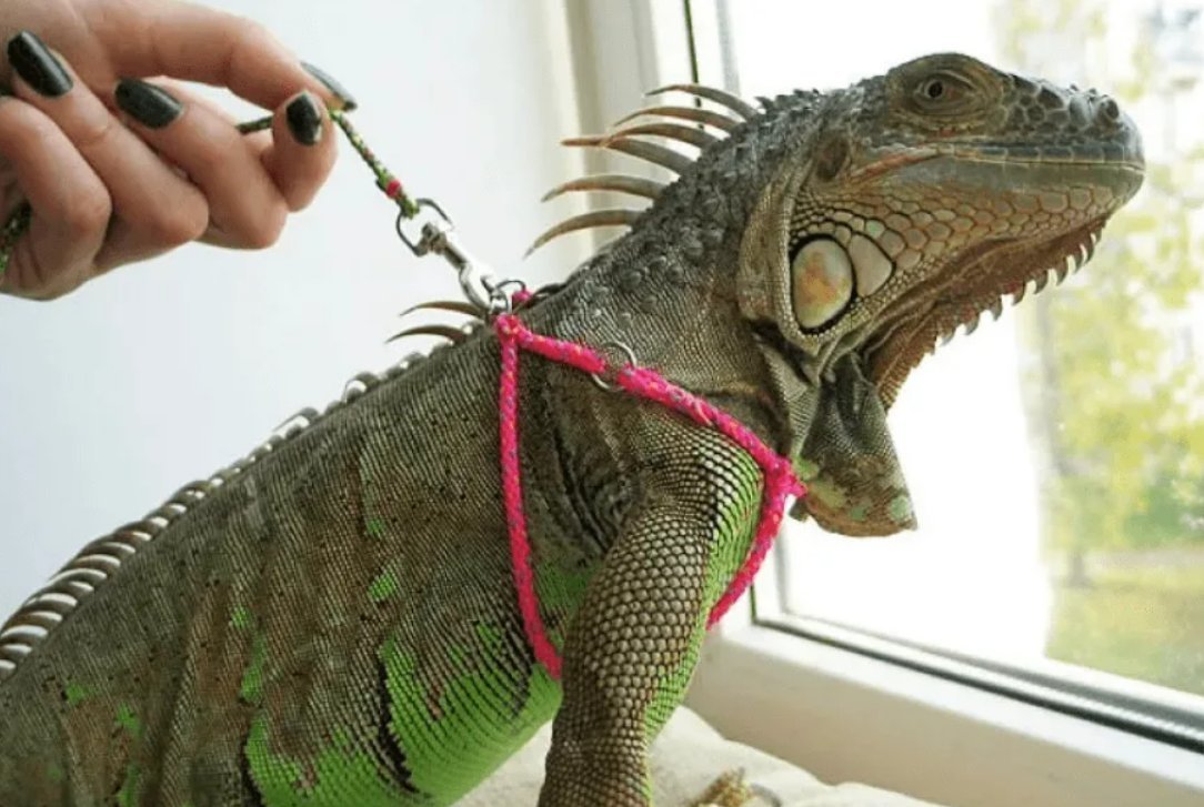 Игуана домашняя