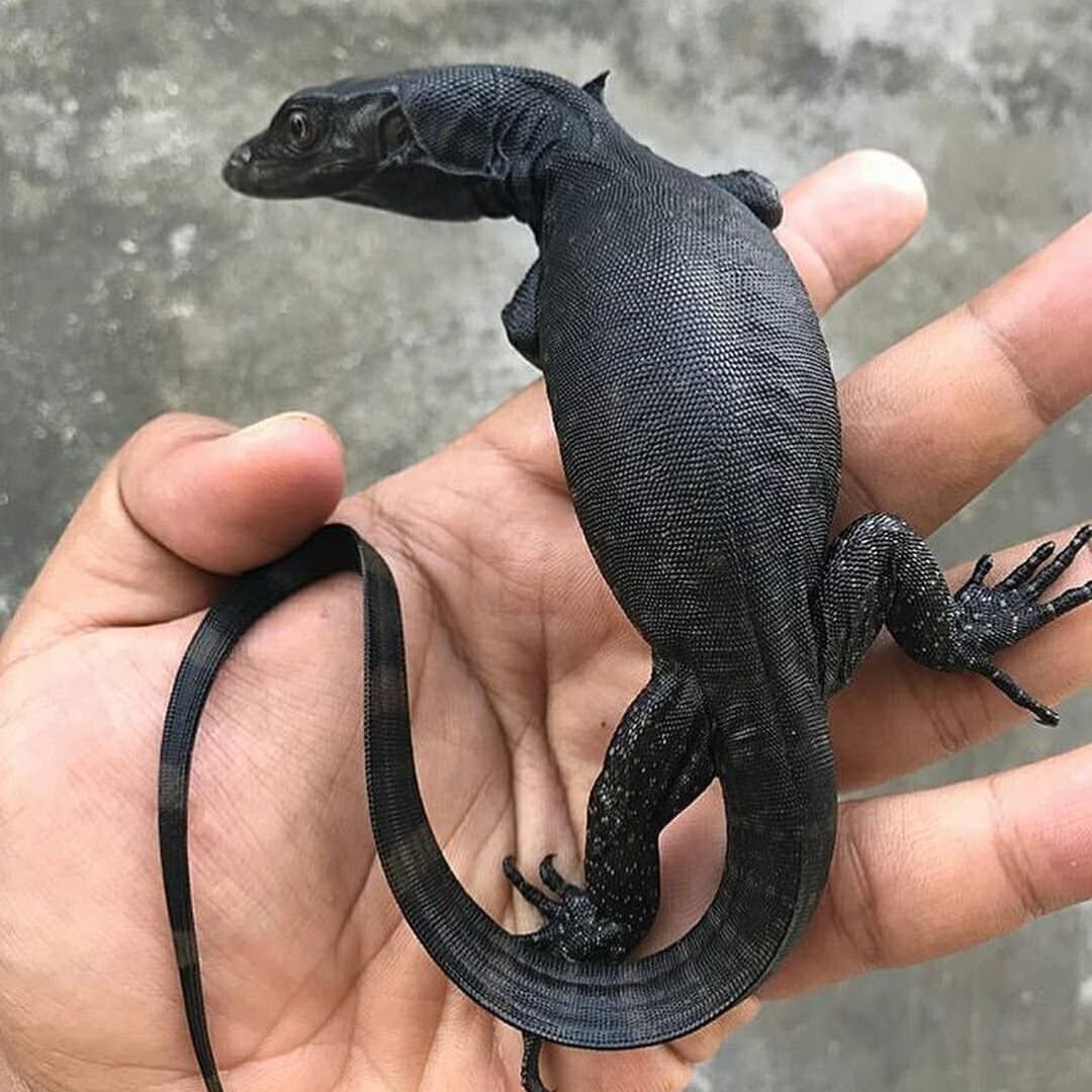 Черный водяной Варан