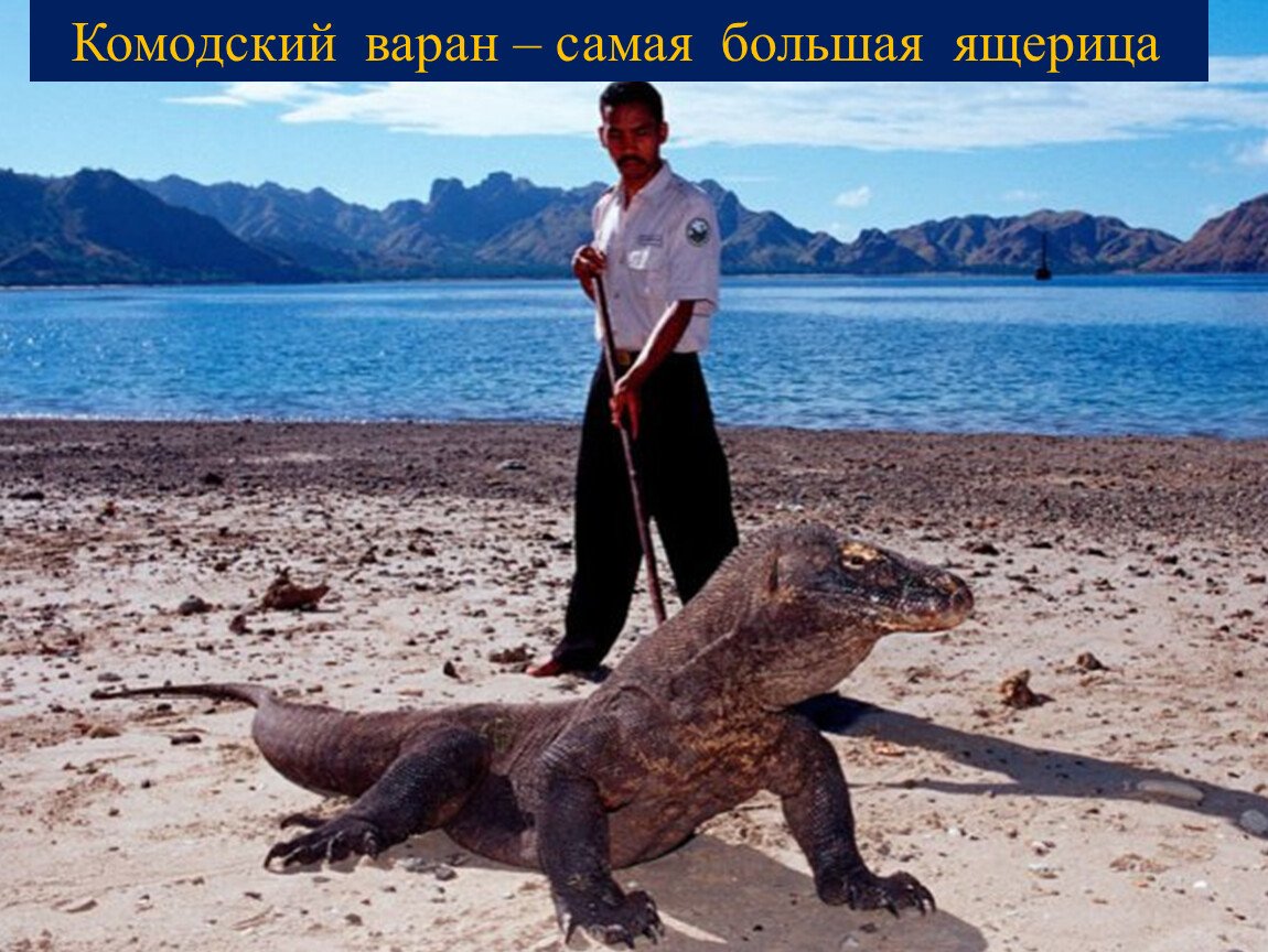 Самый большой Варан острова Комодо