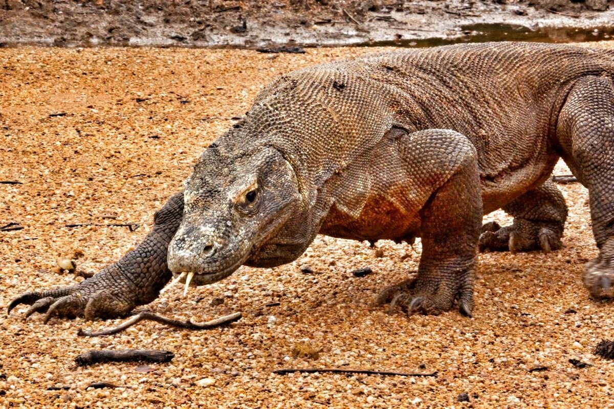 Вараны острова Комодо