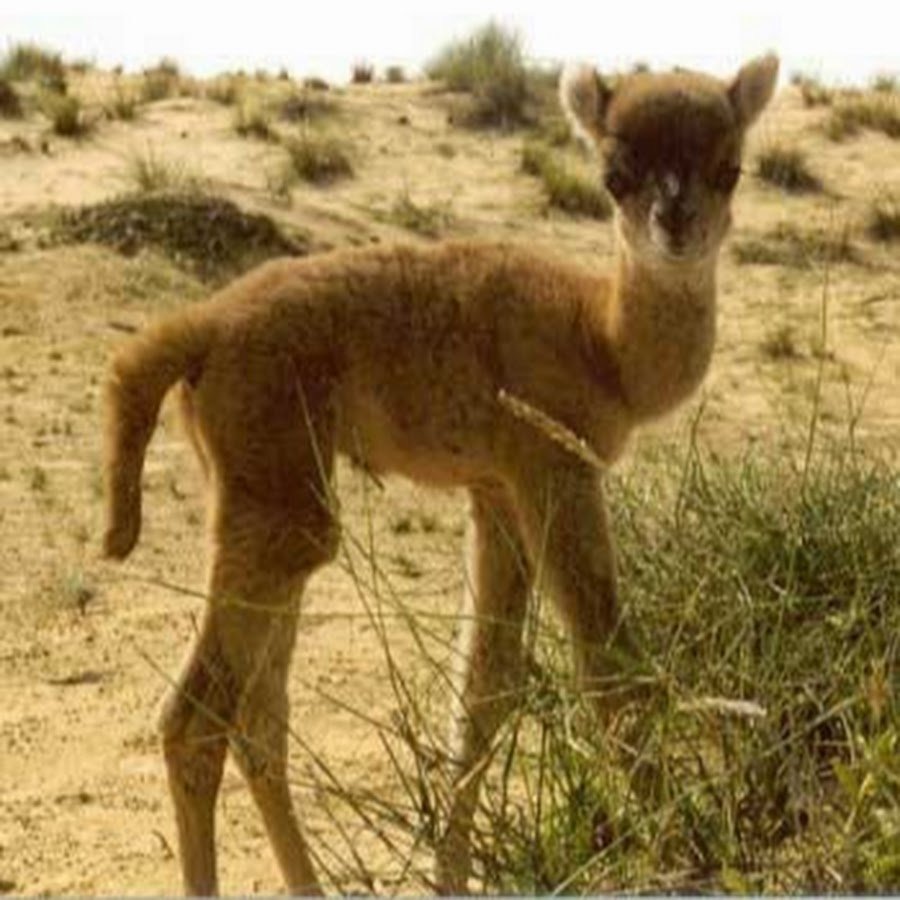 Двугорбый верблюд Bactrian Camel (Camelus bactrianus)