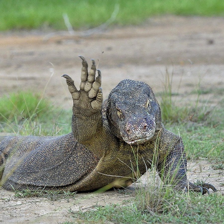 Варан Комодо Размеры