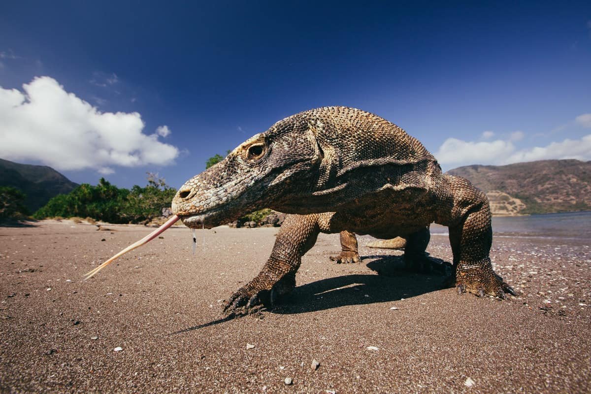 Динозавры острова Комодо