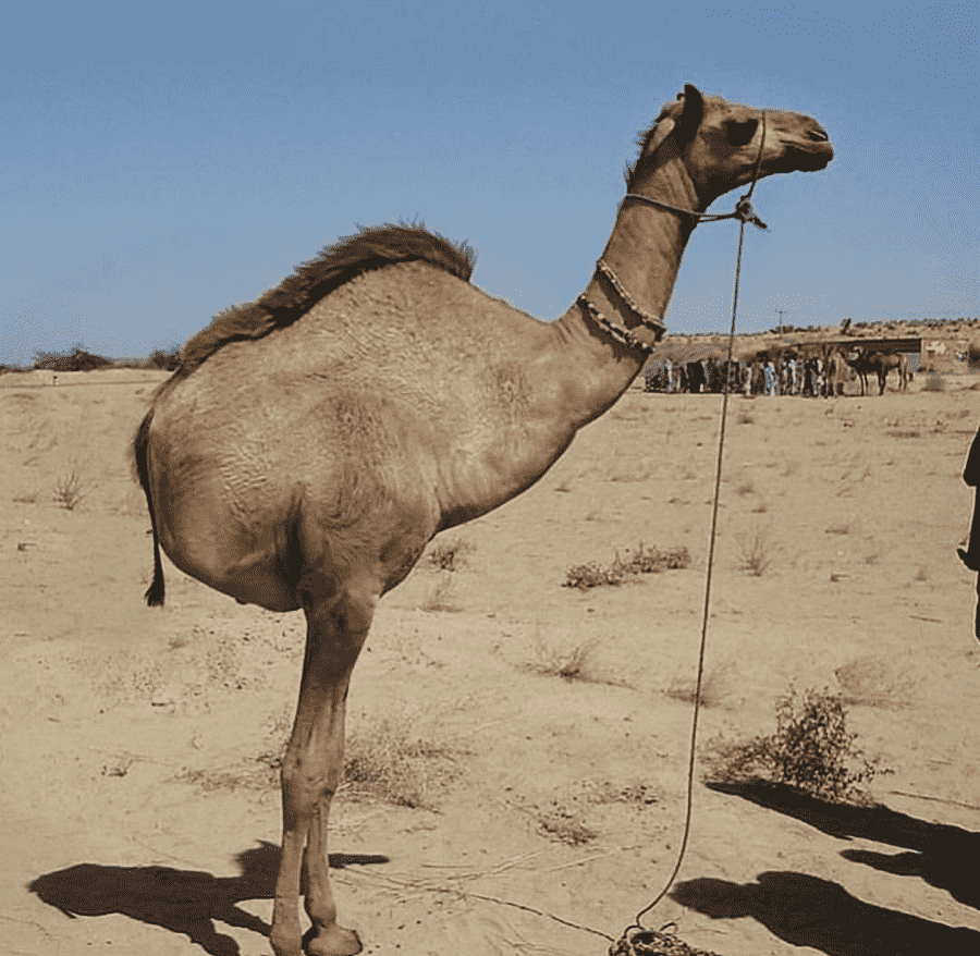 Лама и верблюд