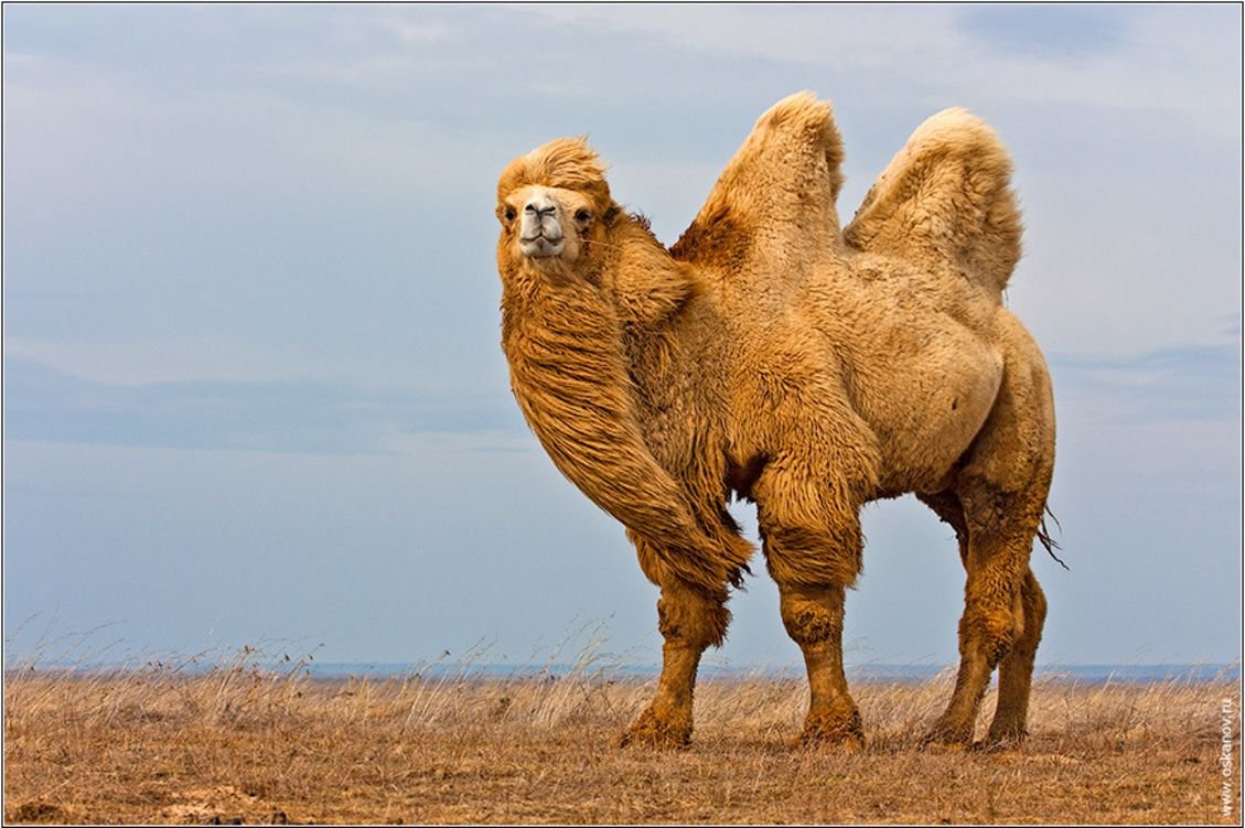 Накопление жира у пустынных животных