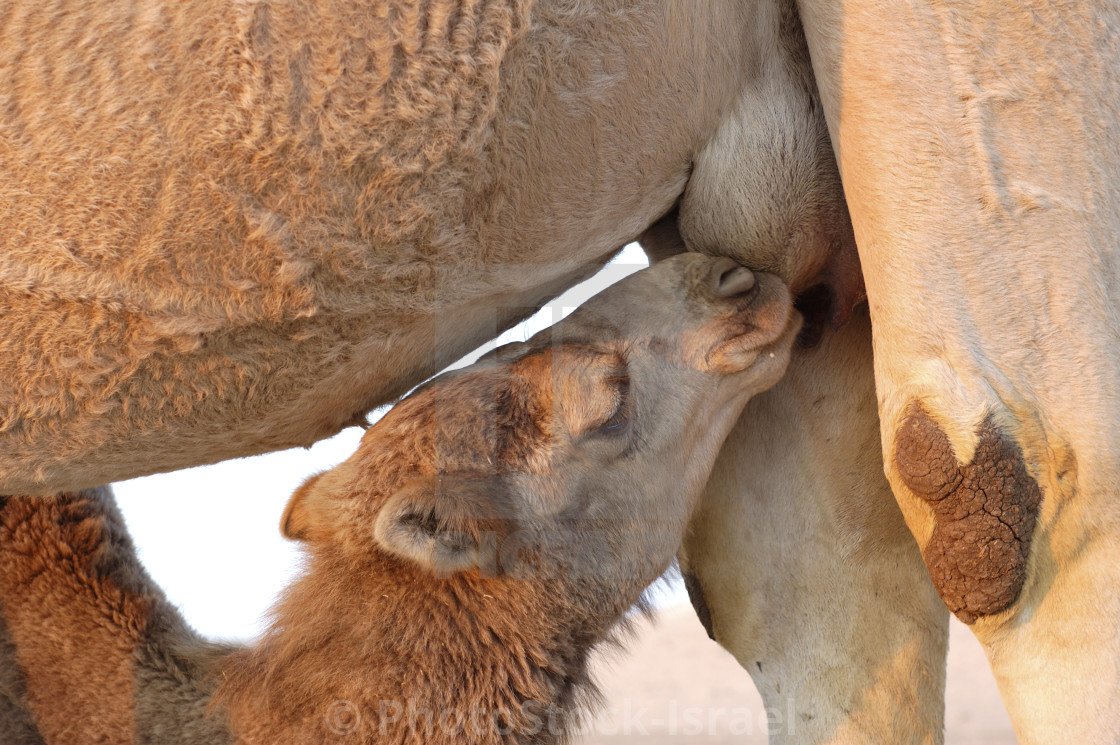Верблюд в зоопарке Мариуполя