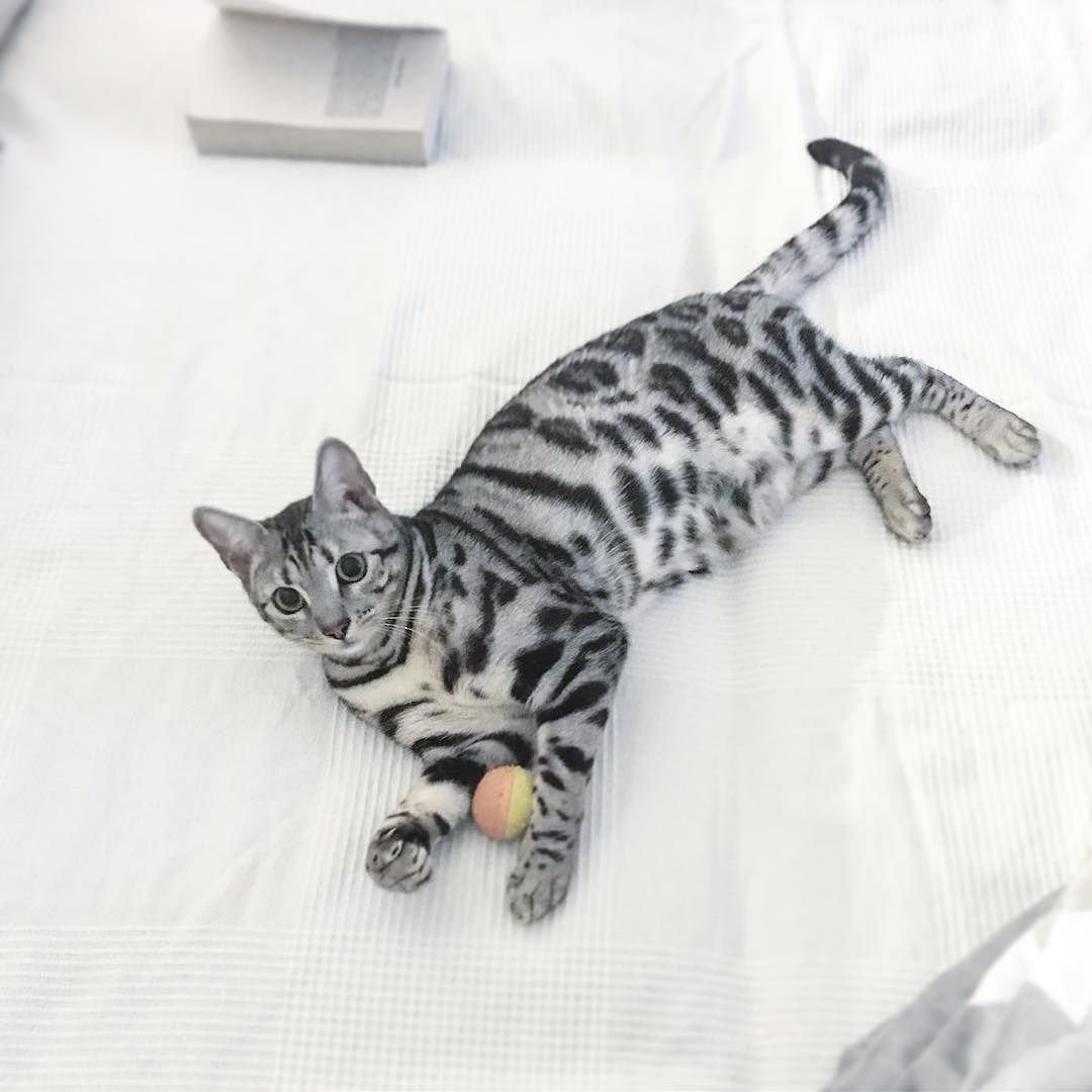 Бенгальская кошка Сильвер табби