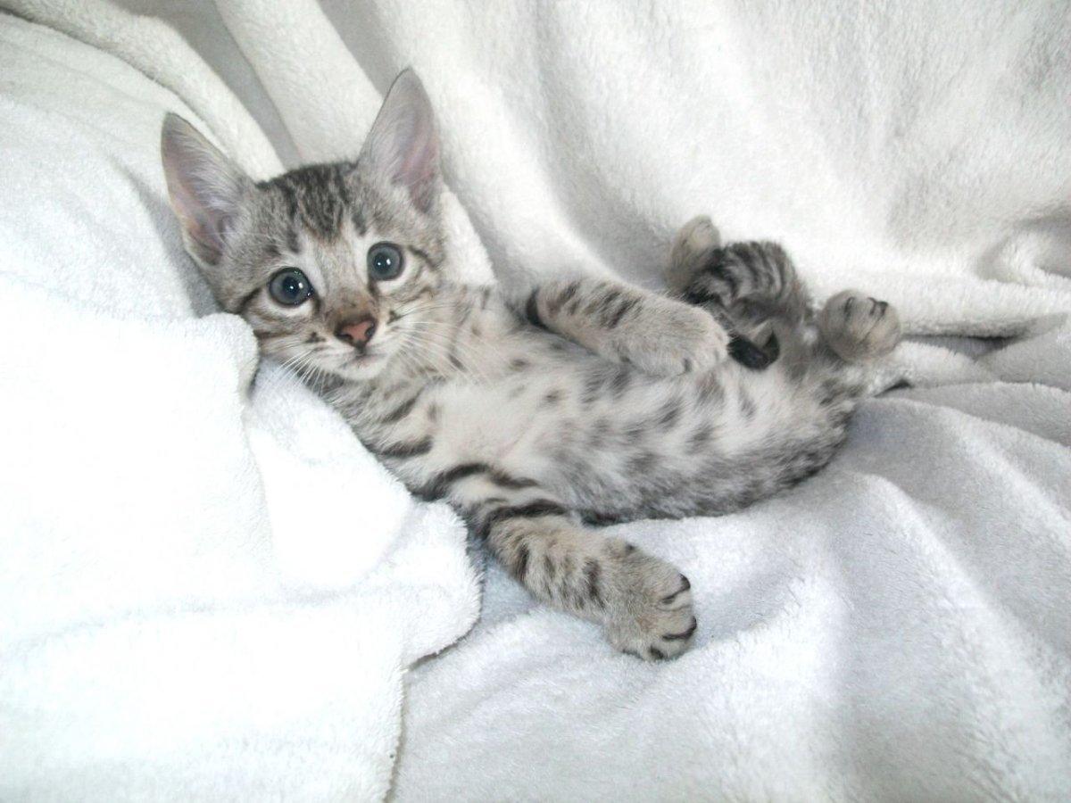 Бенгальский кот серый