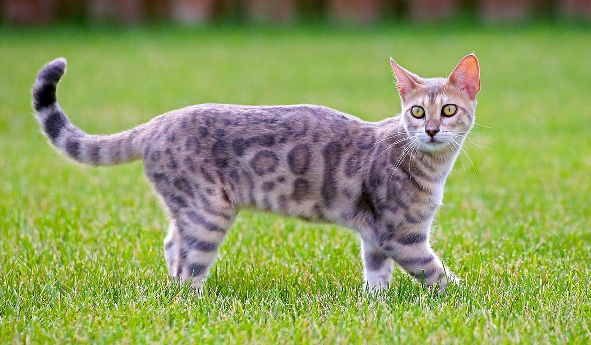 Кошка пятнистая Бенгальская