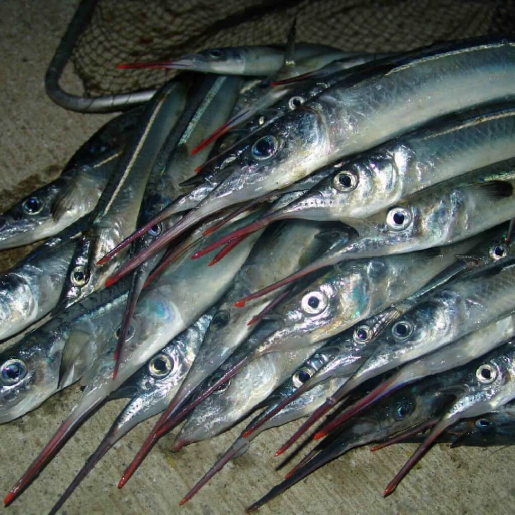 Черноморская рыба Сарган