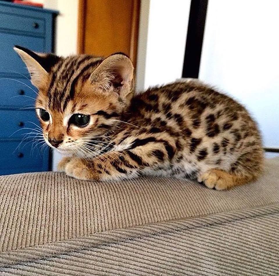 Бенгальская кошка