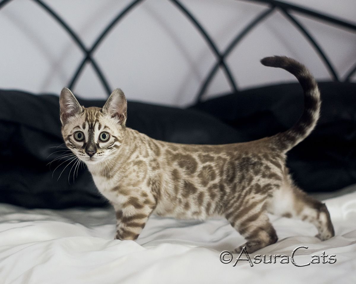 Блю тебби Бенгальская кошка