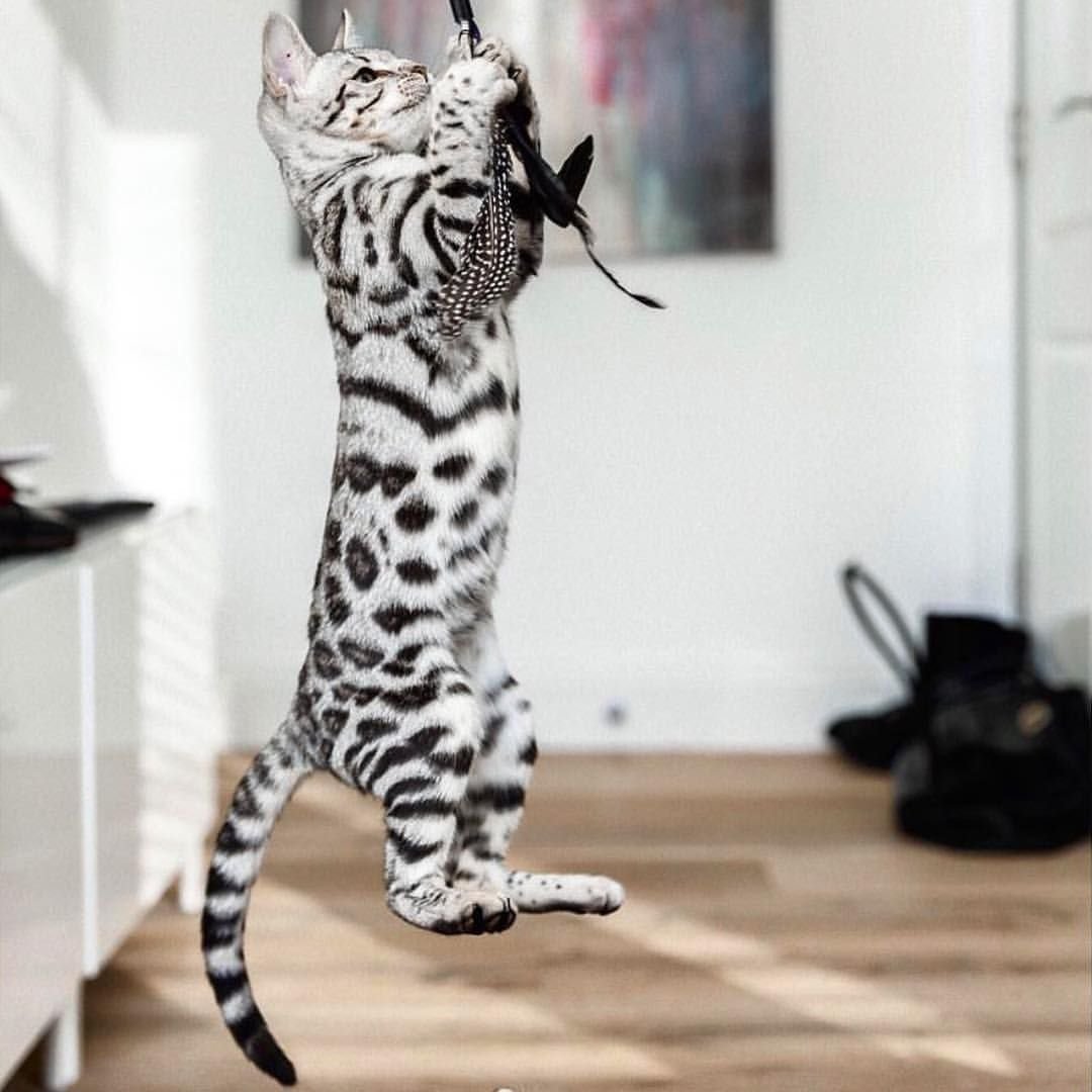 Бенгальская короткошерстная бенгал