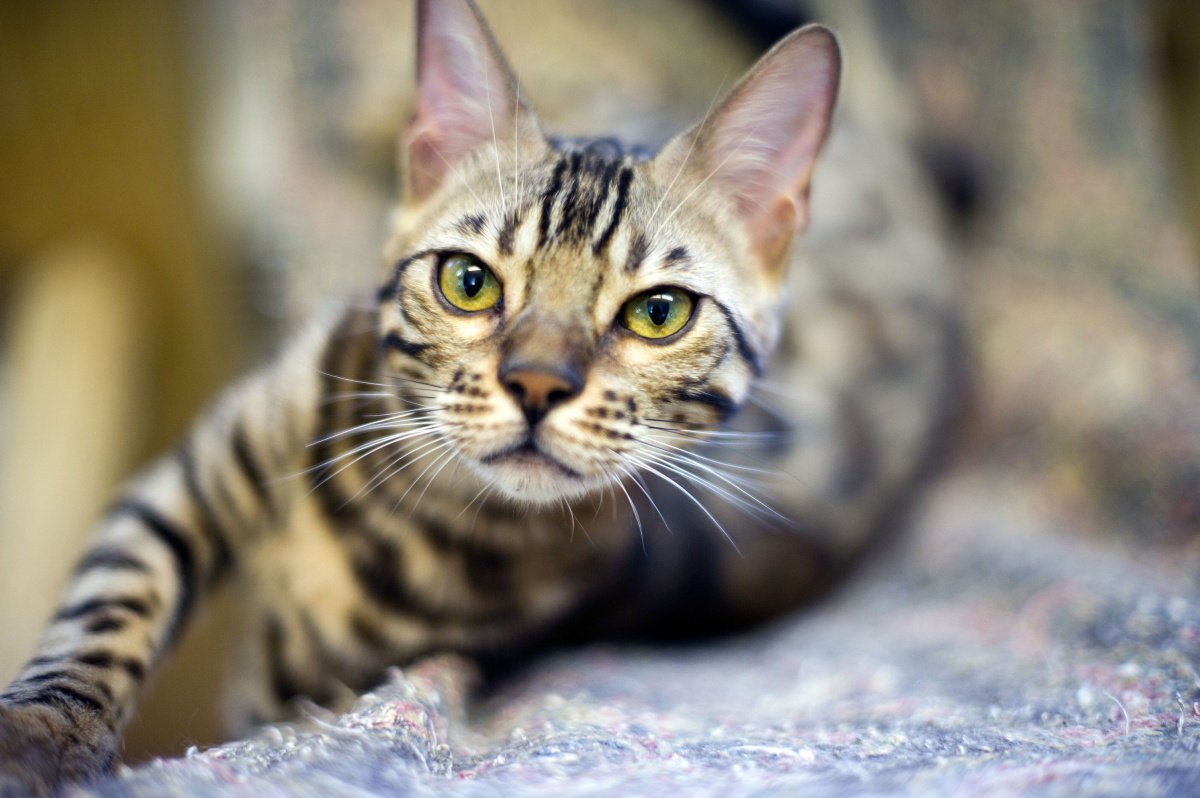 Кот бенгал 4к