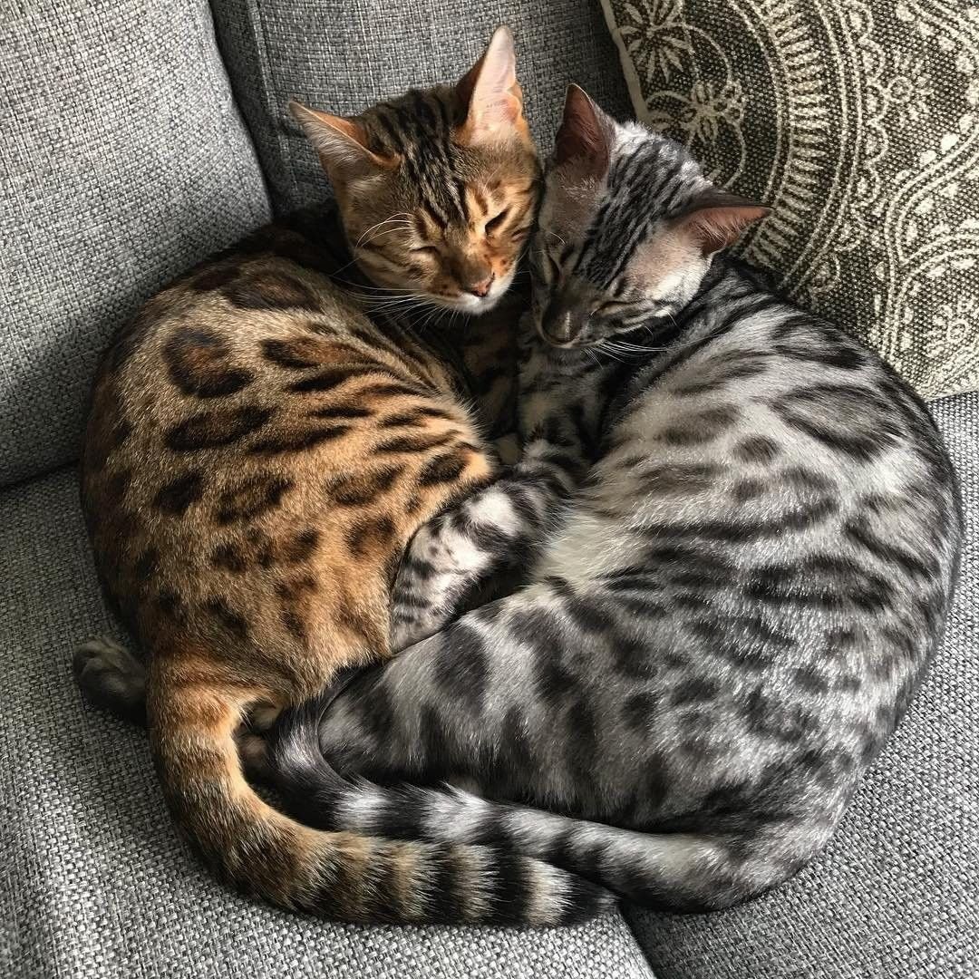 Бенгальская кошка