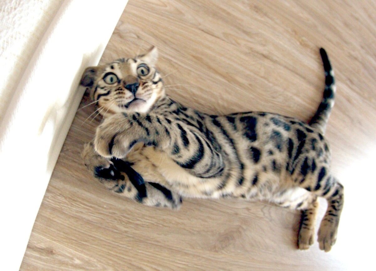 Бенгальская кошка снежный Линкс