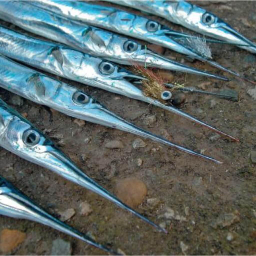 Сарган Балтийский