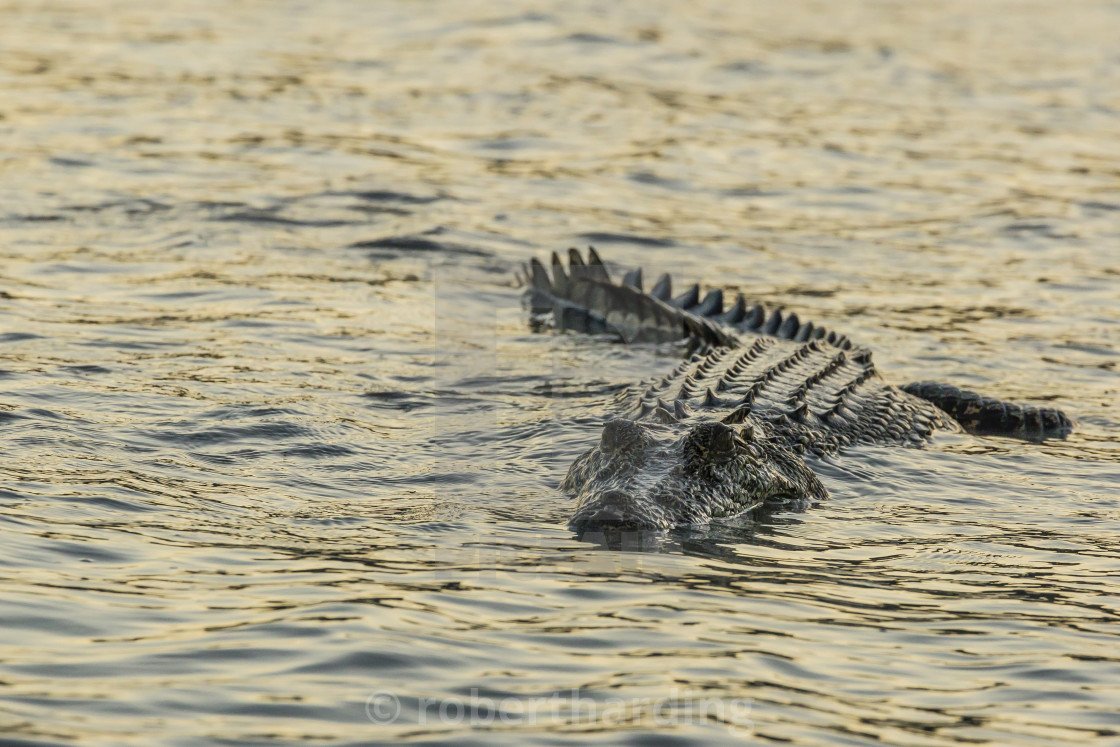 Нильский крокодил детеныш