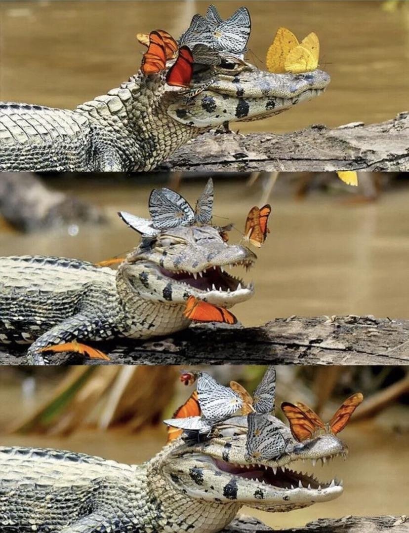 Гребнистый крокодил и богомол