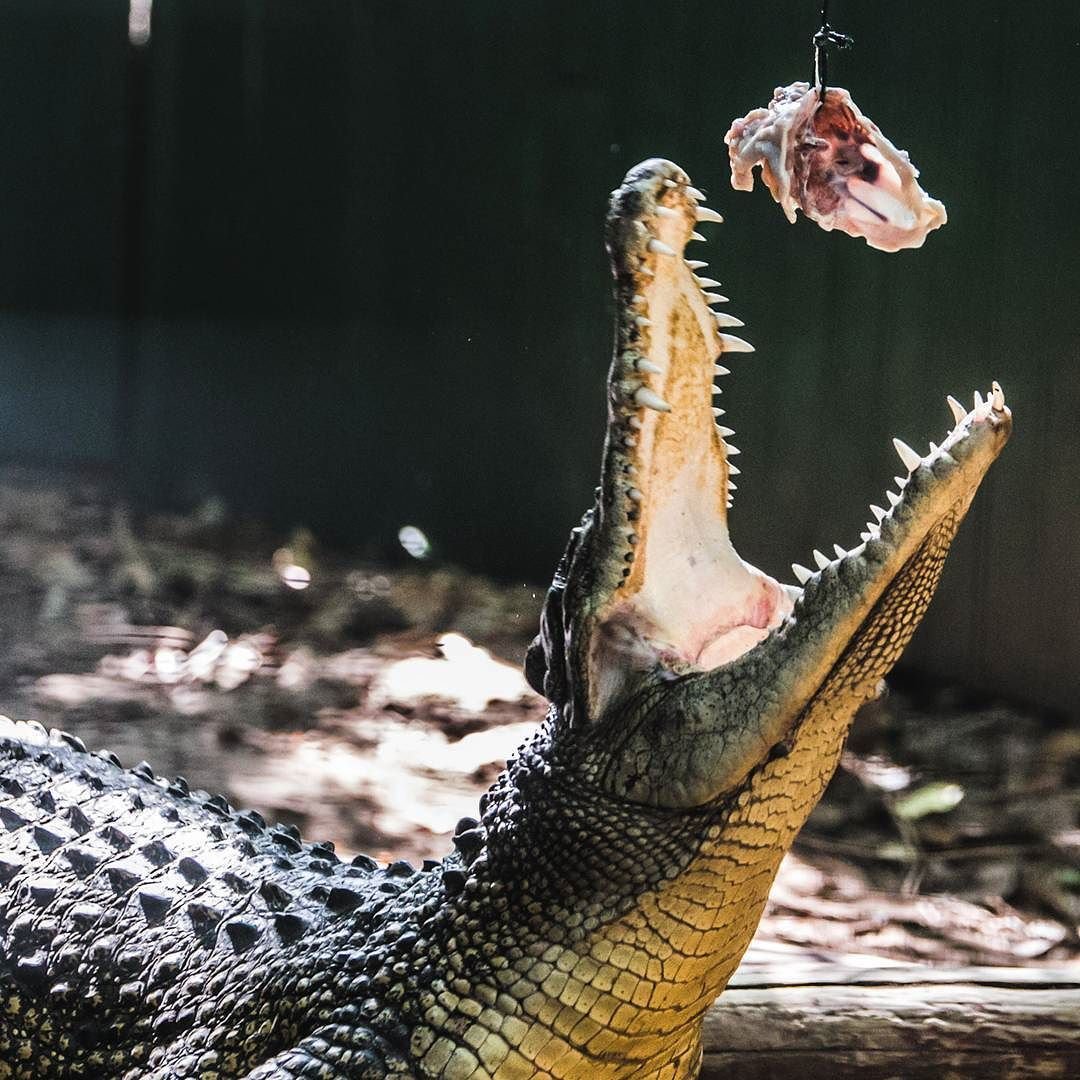 Египетский бегунок и крокодил