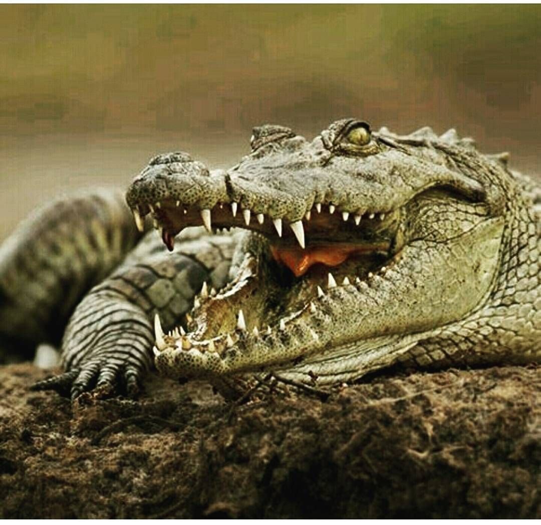 Милый Крокодильчик японский