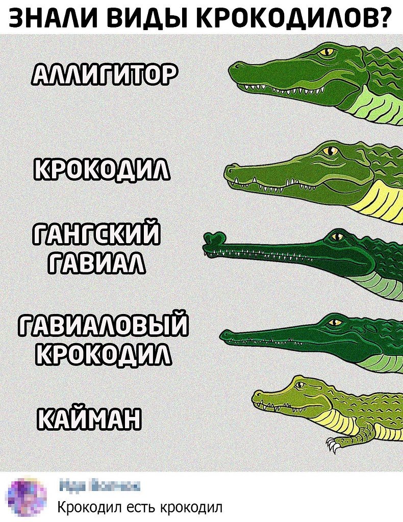 Сочинский Крокодильчик