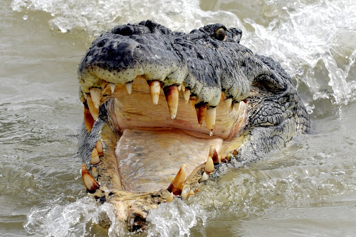 Гибрид крокодила и змеи