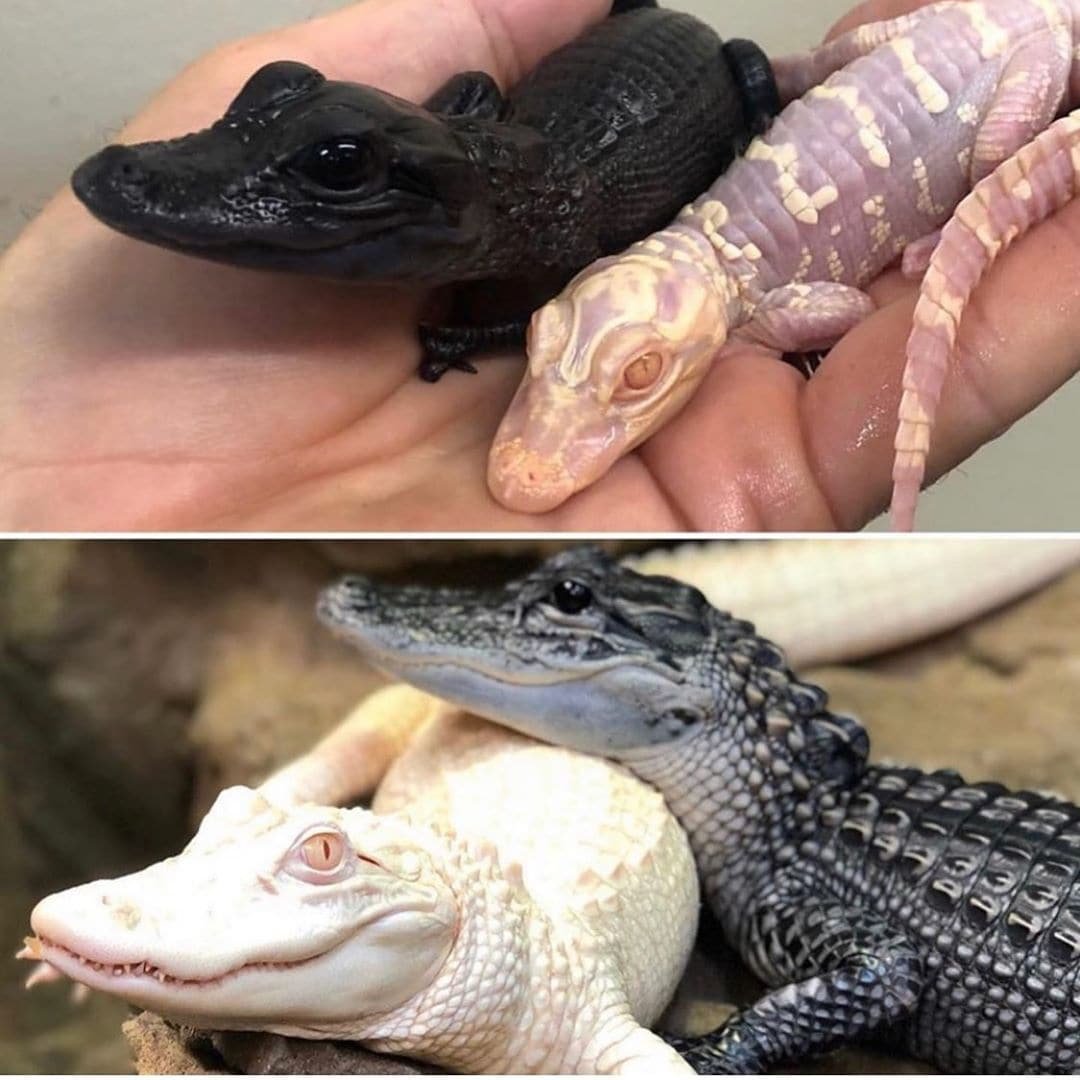 Каймановый крокодил Варан